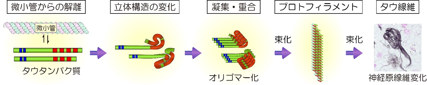 異常なタウタンパク質が凝集する過程