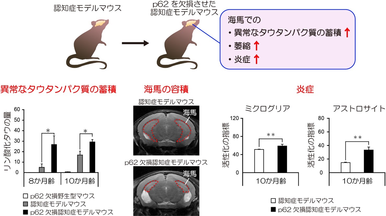 p62を欠損させた認知症モデルマウス海馬の異常なタウタンパク質の蓄積、萎縮、炎症の亢進