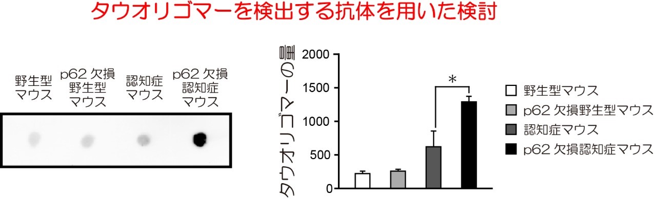  p62を欠損させた認知症モデルマウスの海馬ではタウオリゴマーの蓄積が増加