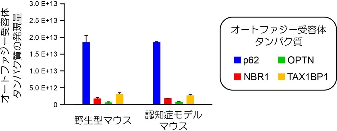 マウス脳海馬のオートファジー受容体タンパク質の発現量