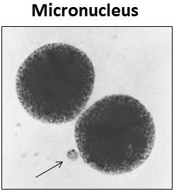 micronucleus