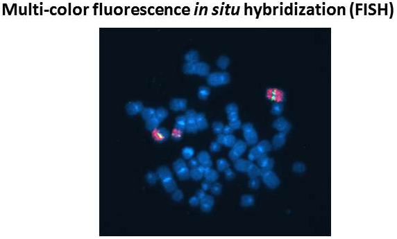 Multi-color fluorescence in situ ybridization(FISH)