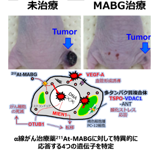 211At-MABGを治療効果をマウスで比較した結果とMABG処置に応答する4つの遺伝子
