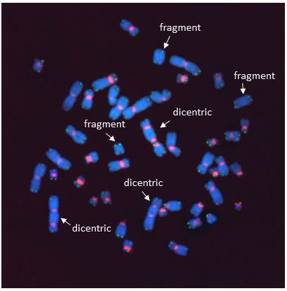 FISH on gamma-irradiated chromosomes 