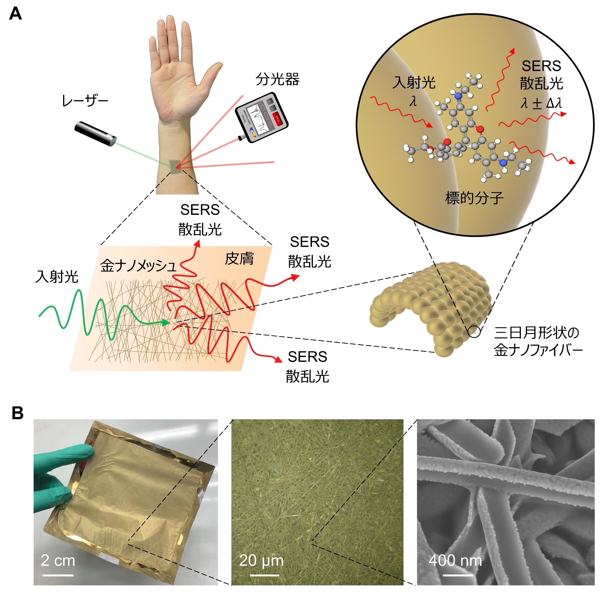 図1：多目的ウェアラブル分析化学を実現するウェアラブルSERSセンサー。A. センサーの概念図。B. センサーの写真、光学顕微鏡画像、電子顕微鏡画像。