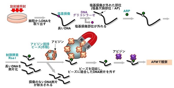 その１：実験の手法