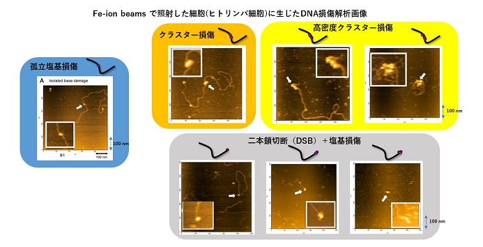 その２：さまざまなDNA損傷のタイプ