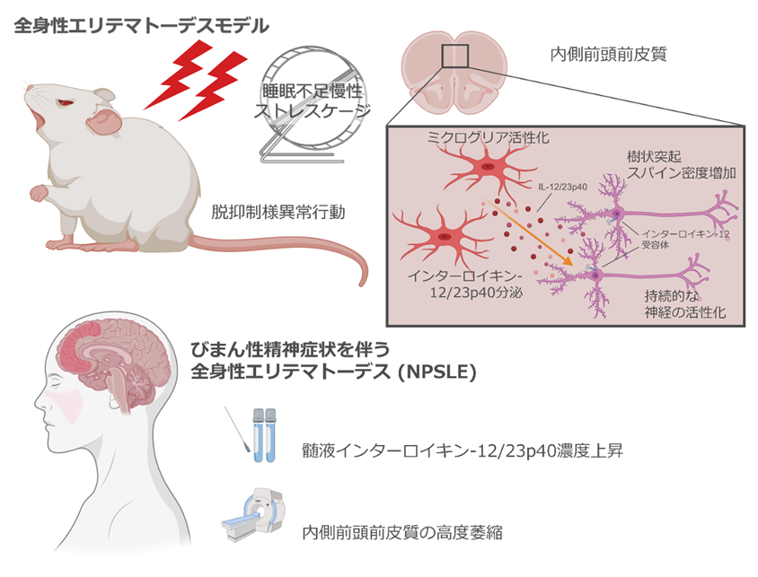 SLE重症化の分子機構