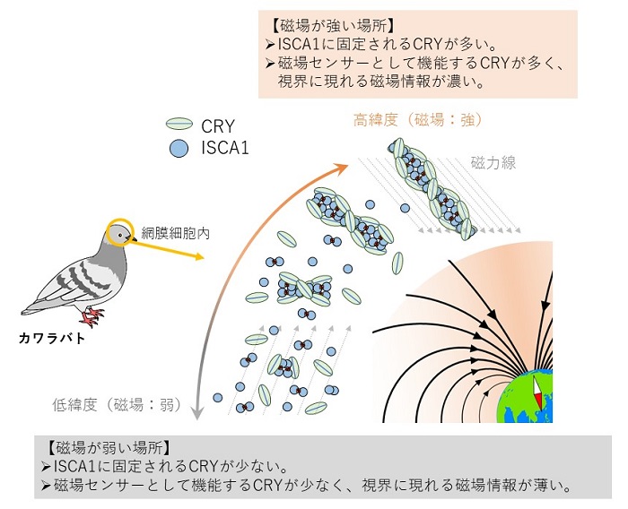 CRYとISCA1複合体形成と地磁気の関係