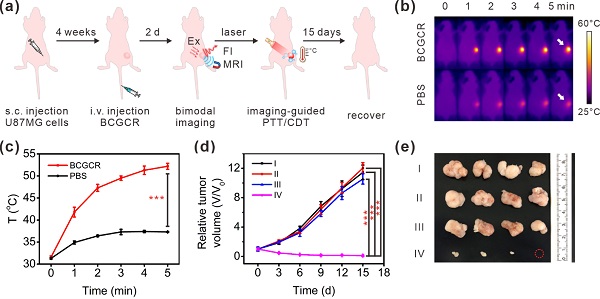 図3. 生体内（In vivo）における悪性腫瘍の相乗的PTT／CDT