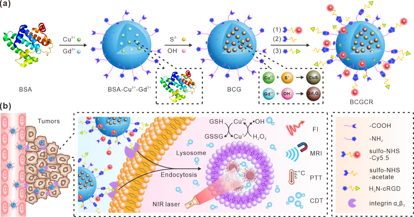 BCGCRの概略図。 （a）BCGCRナノ粒子デザイン。（b）標的悪性腫瘍の蛍光／MRバイモーダルイメージング診断、及びPTT／CDTのメカニズム概要。