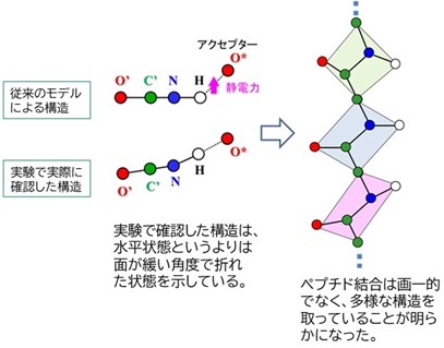 図1：ペプチド結合の構造