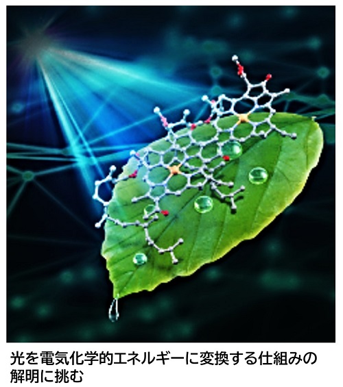 光合成イメージ図