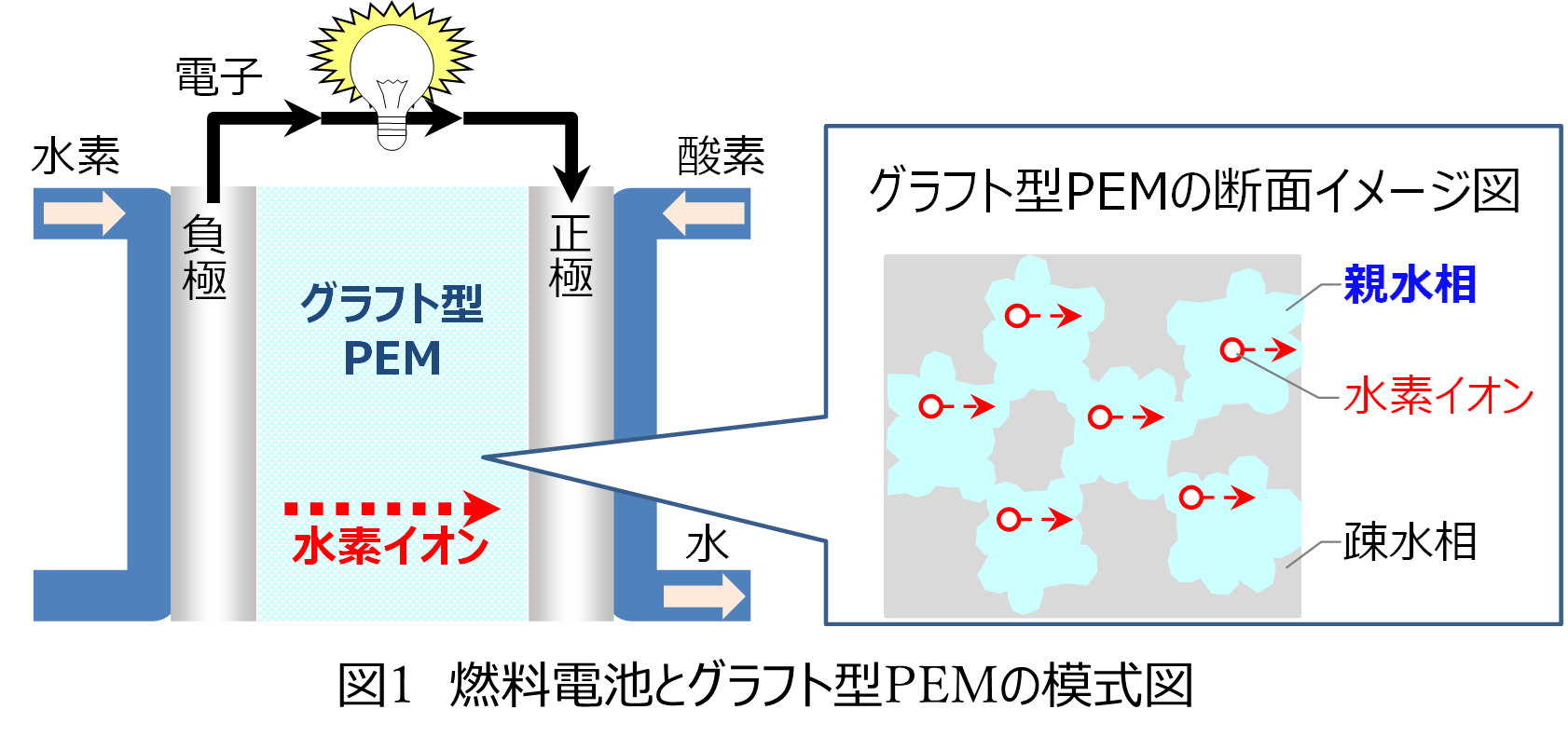燃料電池とグラフト型PEMの模式図