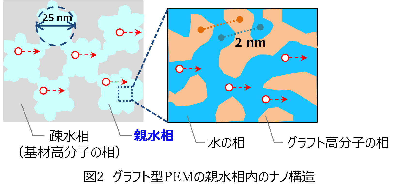 グラフト型PEMの親水相内のナノ構造
