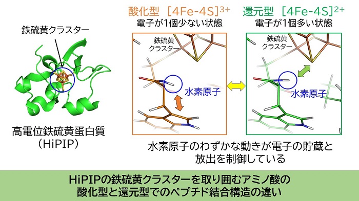 HiPIP酸化型と還元型の違い