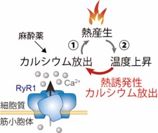 図1. 本研究が提唱する、カルシウムイオンチャネルタンパク質（RyR1）の熱応答が原因で始まる悪性高熱症の熱暴走。①揮発性吸入麻酔薬などで誘発されたRyR１のカルシウム放出が筋肉の熱産生を促進して、②体温が上昇することが知られていた（灰色の矢印）。今回、R
