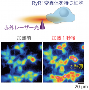 図2. 赤外レーザー光を対物レンズで集光して、RyR1変異体を持った細胞に熱刺激を与え、細胞のカルシウムイオンの量を顕微鏡でモニターした。加熱1秒後にカルシウムイオンの量が上昇することを発見した(赤色な細胞ほどカルシウム濃度は高い)。Oyama et al