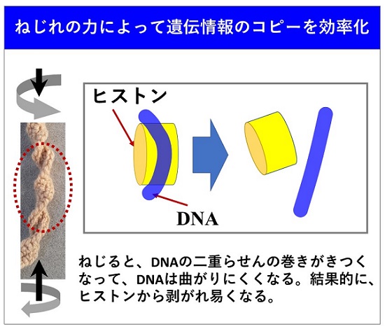 胃炎情報のコピーを効率化