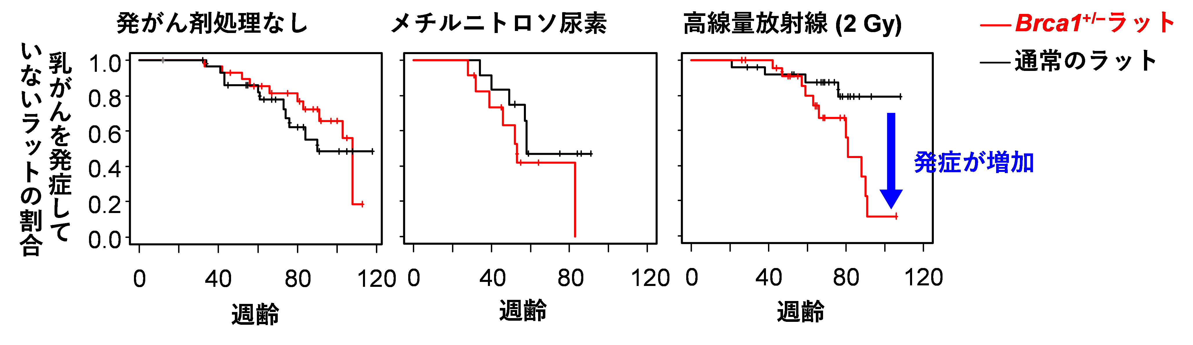 図２　発がん剤処理を行わないあるいは行ったBrca1+/-ラット及び 通常のラットにおける乳がん発生の経過