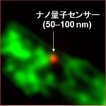 細胞内に導入したナノ量子センサー