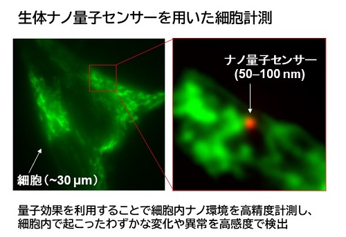 細胞内に導入されたナノ量子センサー