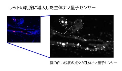 ラットの乳腺に導入した生体ナノ量子センサー