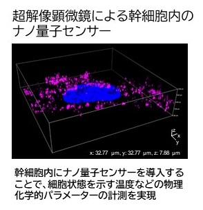 幹細胞内のナノ量子センサ