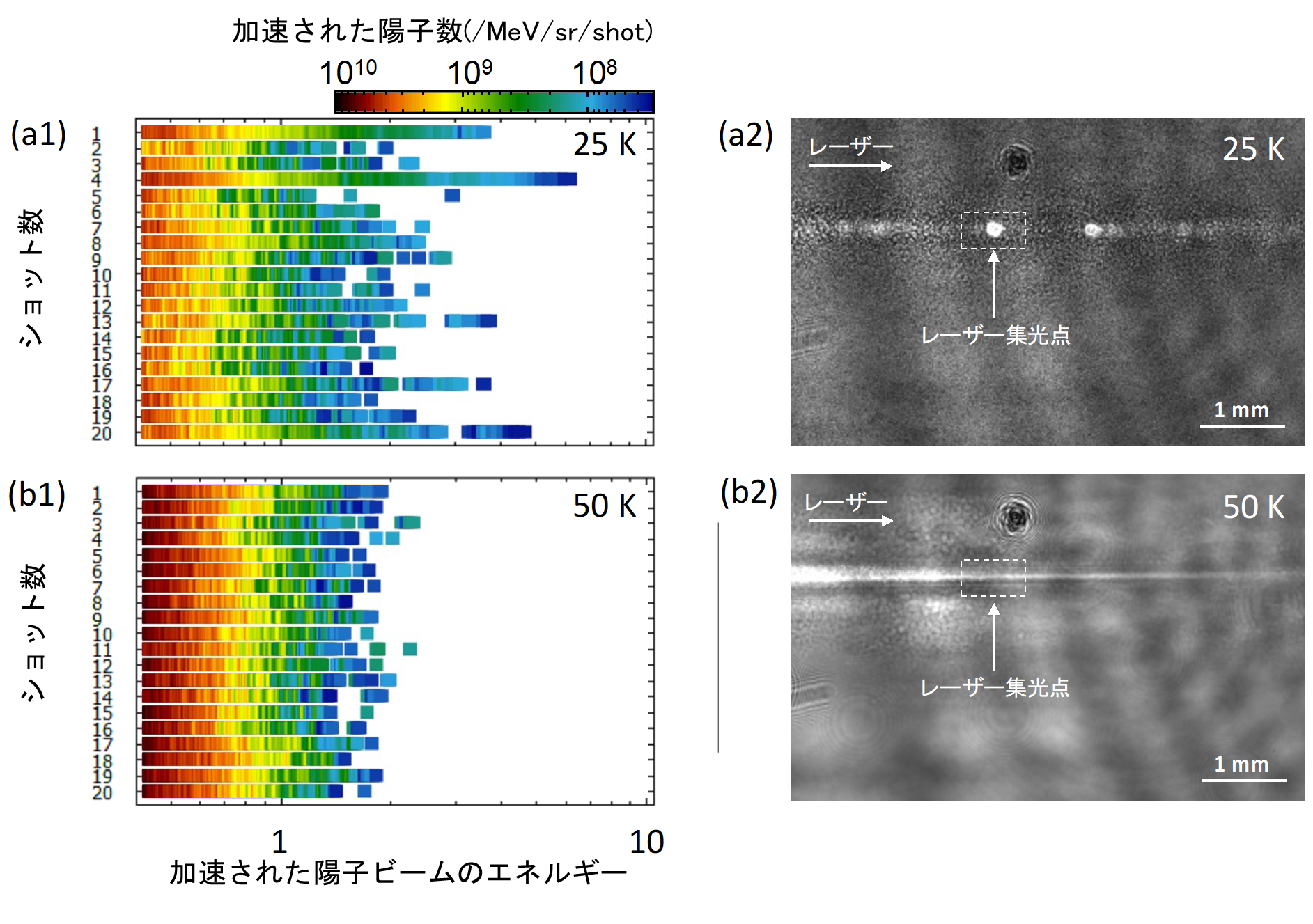 図４．(a1)温度２５ケルビン、(b1)温度５０ケルビンの条件で、トムソンパラボラ検出器（レーザー進行方向に対して５７度の方向に設置）を用いた計測から得られた陽子ビームのエネルギースペクトル。連続する２０ショットのデータを示しています。レーザー進行方向に対