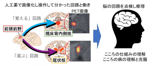 脳回路を画像化して操作する技術