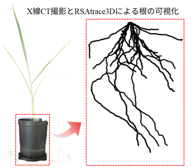 図１土壌中の根の可視化の様子です