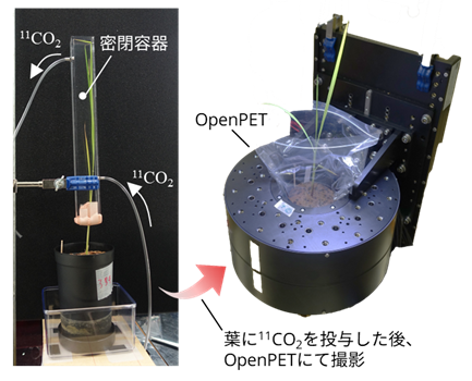 図2根への炭素栄養の分配を観察するための実験セットアップしている様子