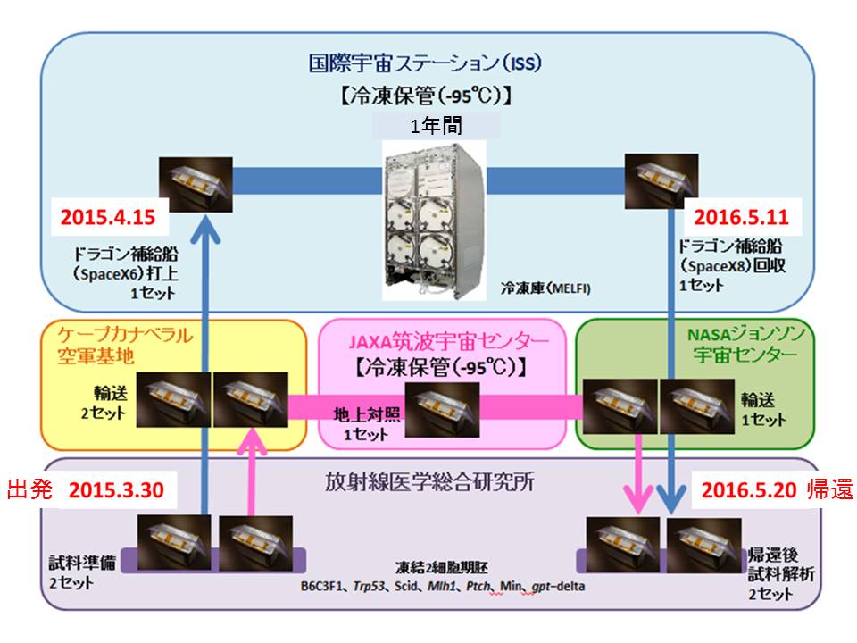 保管実験の流れ