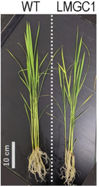 図2　選抜した突然変異イネLMGC1をマグネシウム欠乏条件で生育させた場合。