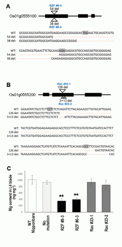 図3　2つの遺伝子（A: Os01g0555100（RZF）、 B: Os01g0555200（Rac））それぞれをゲノム編集で欠損させたイネと、第四葉の葉身（L4 blade）のマグネシウム濃度。RZFに変異を入れたイネはマグネシウム濃度が低かった。