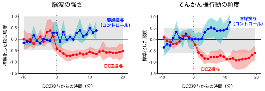 DCZと溶媒投与が及ぼす皮質脳波とてんかん様行動への影響の比較