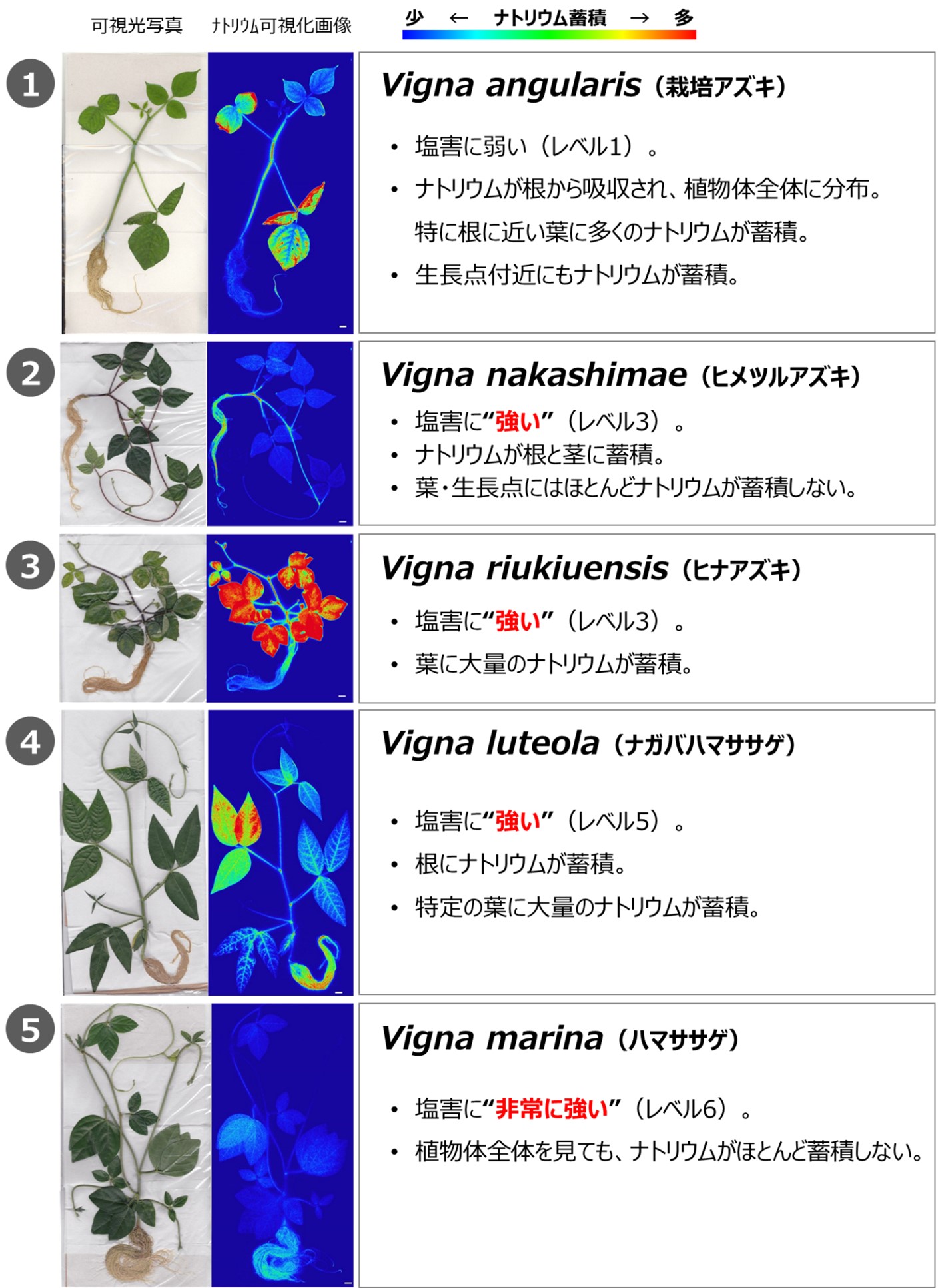 アズキおよびその近縁種に放射性ナトリウムを取り込ませて撮影した写真（左）と放射線可視化技術によって得られた画像（右）。