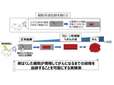 図・写真