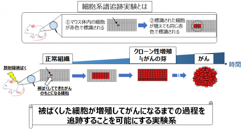 細胞系譜追跡実験の概要説明図