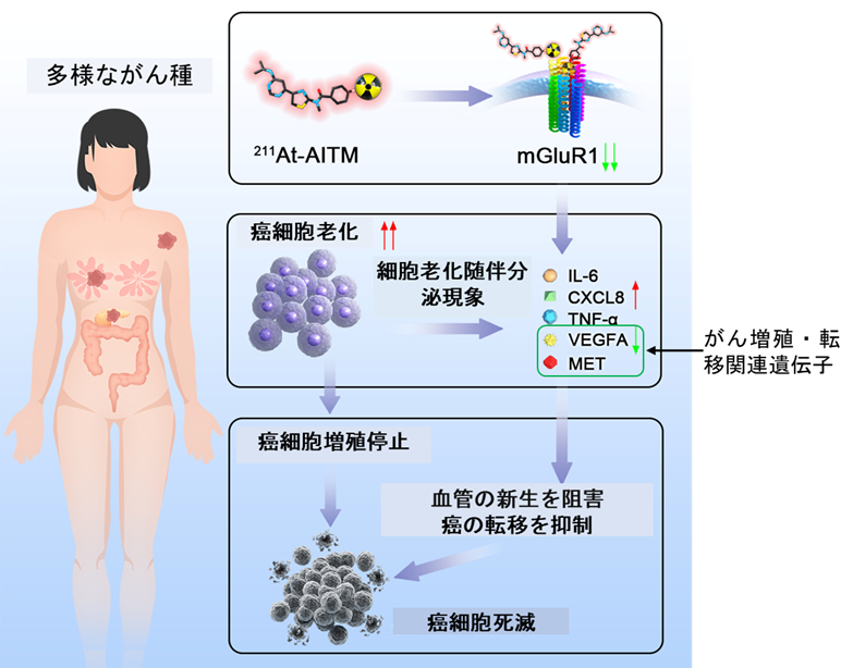 211At-AITMの新たな抗がん作用メカニズム