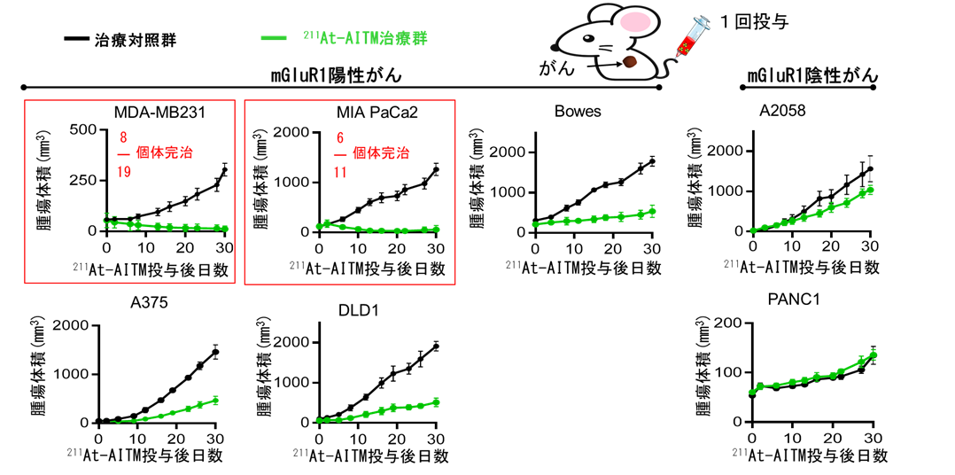 211At-AITM投与による抗腫瘍効果の比較
