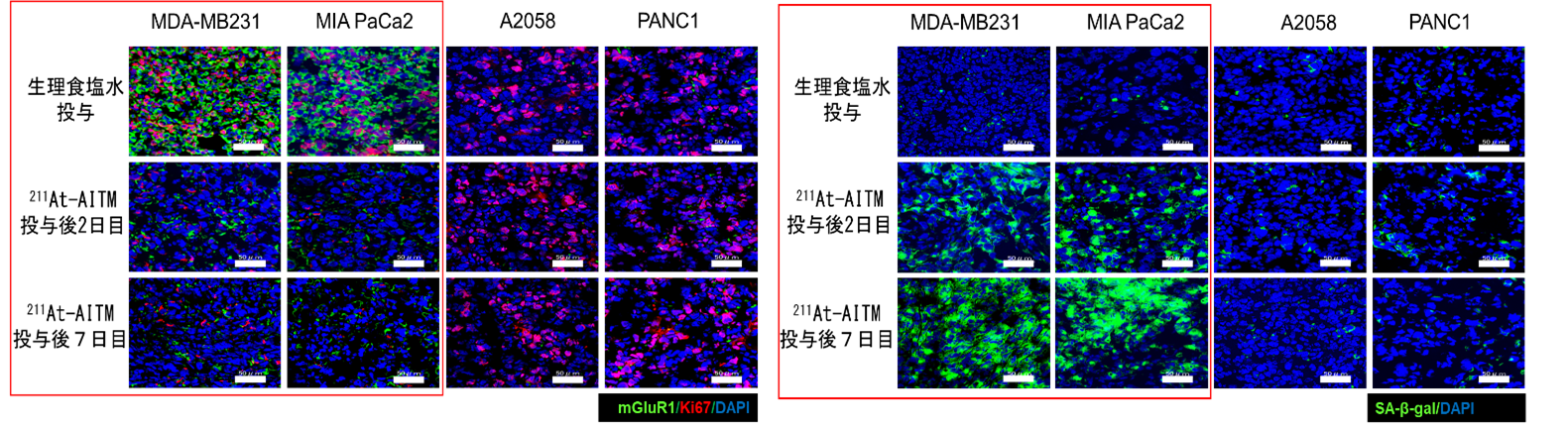 211At-AITM投与後のがん組織切片の免疫染色結果