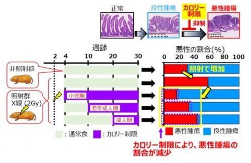 カロリー制限をした場合と制限無しの場合の放射線誘発消化管腫瘍の発生割合を示したグラフ