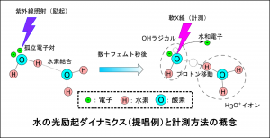 水の光励起ダイナミクス（提唱例）と計測方法の概念