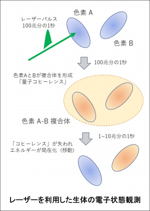 レーザーを利用した生体の電子状態観測