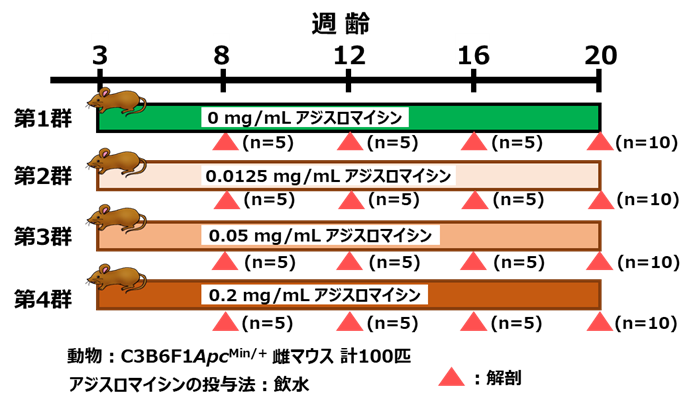 実験群の設定