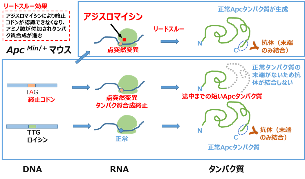 Minマウスにおけるアジスロマイシンのリードスルー効果による正常タンパク質の生成機序