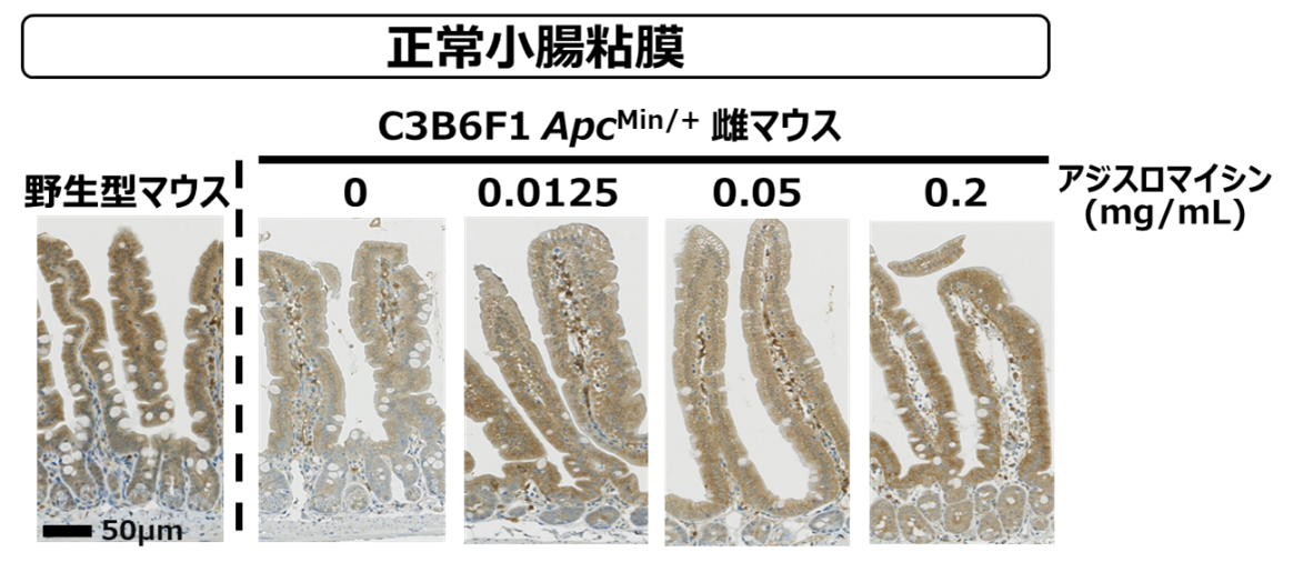 アジスロマイシンによる正常APCタンパク質の増加効果