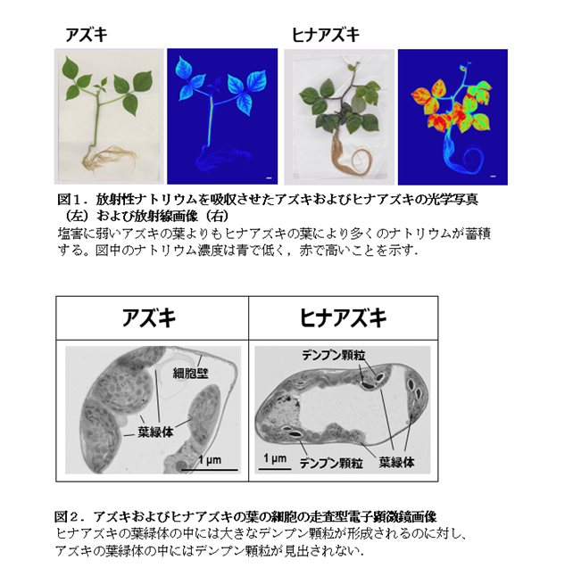 図１及び図２