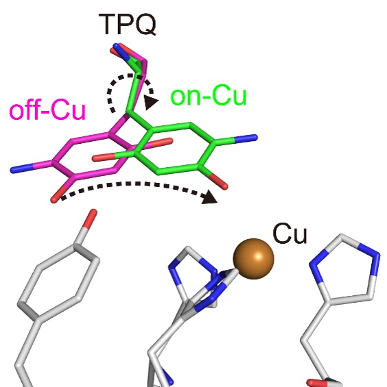 触媒過程における補酵素TPQの構造変化。